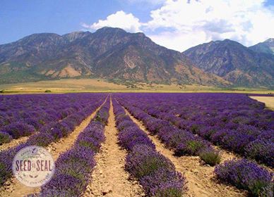 28233020_10155522266259315_293164985_n